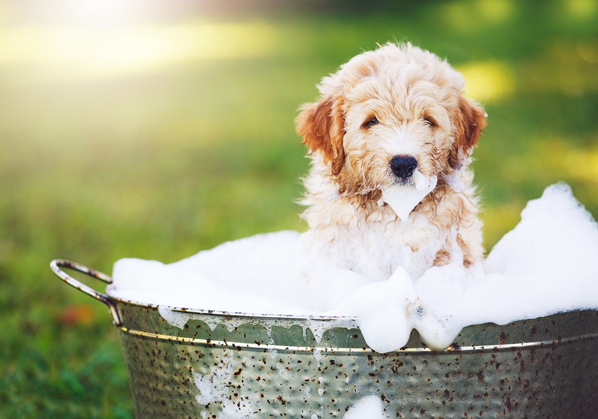 Preparing Your Home For a Puppy