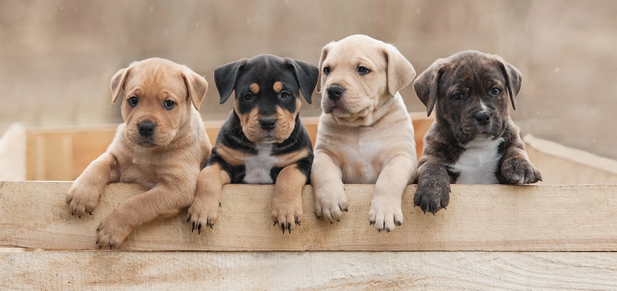 Researching the Right Puppy Breed for Your Family