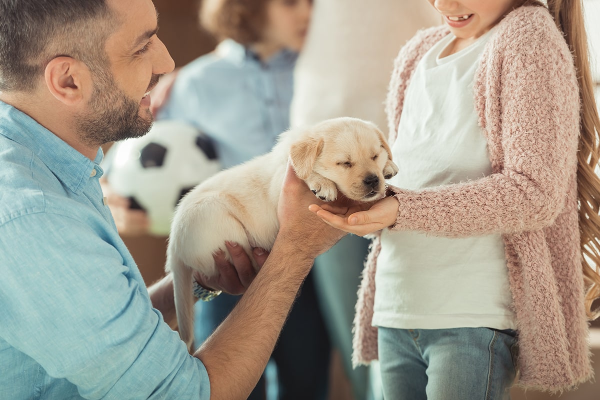 Parents Guide What To Do After You Get A Puppy