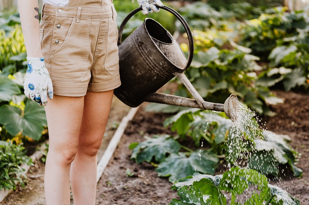 Protect Your Plants Against Pests And Disease