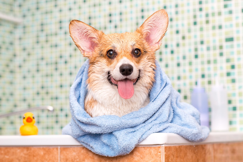 Drying dog with Vinegar