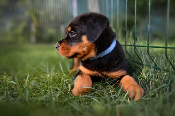 Finding the Perfect Enclosure A Guide to Choosing a Dog Pen
