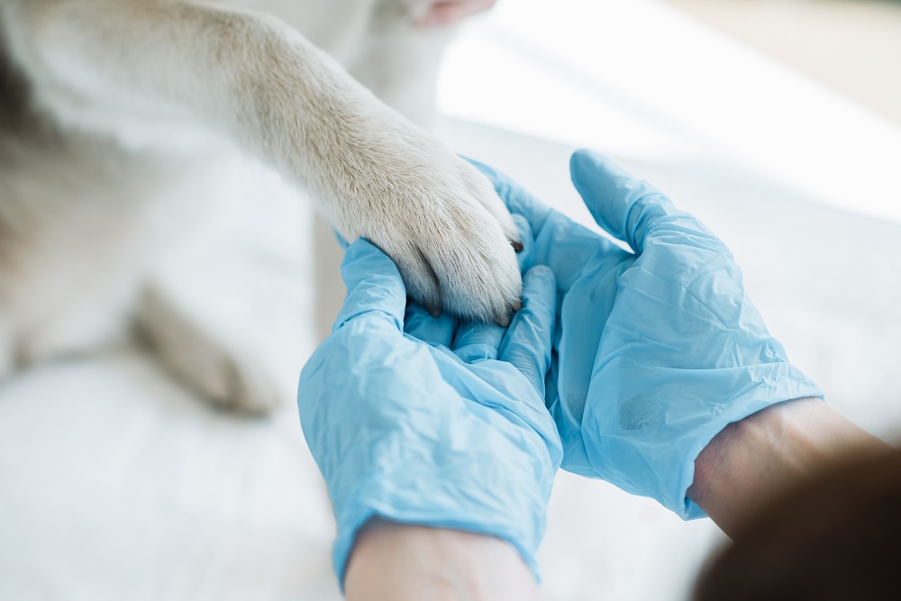 Regular Check-Ups An Essential for Pet Health