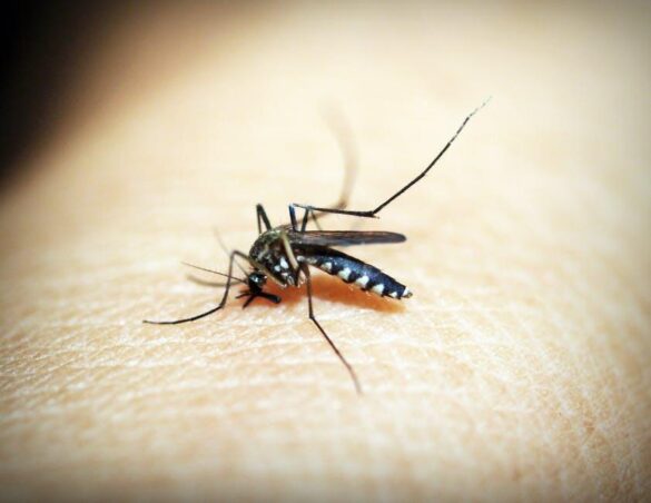 Finding the Best Indoor Mosquito Control Solution