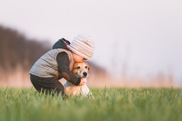 Understanding Wireless Pet Containment Systems