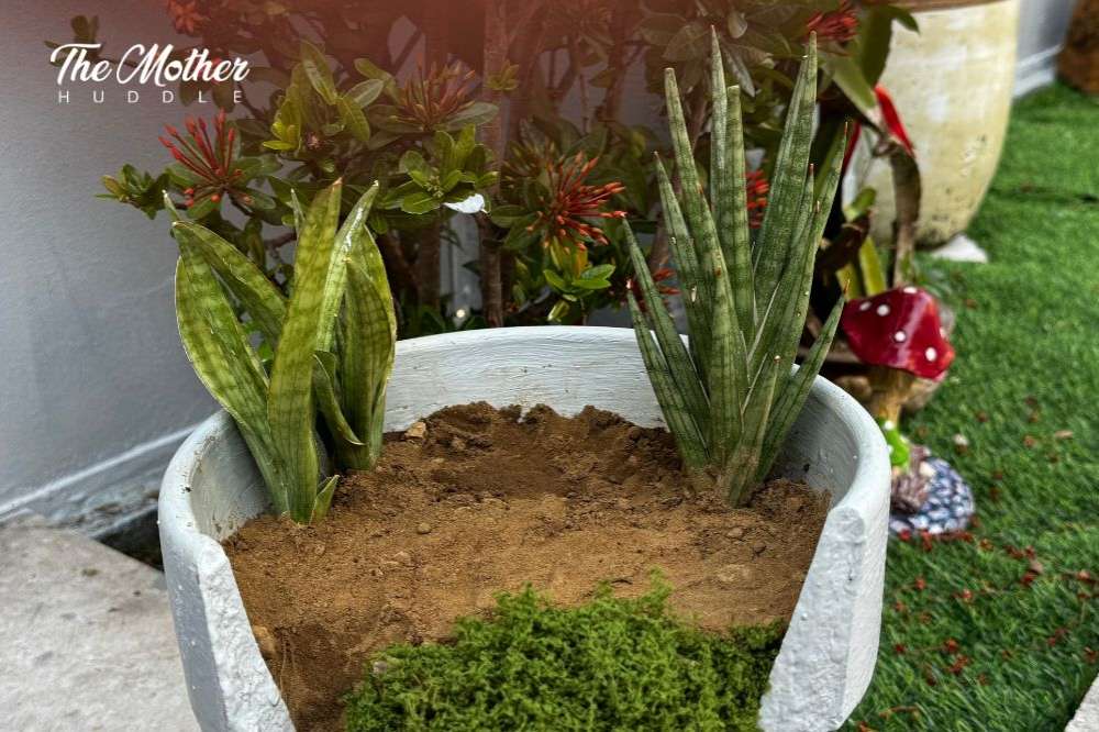 Plant your chosen plants to your dish garden