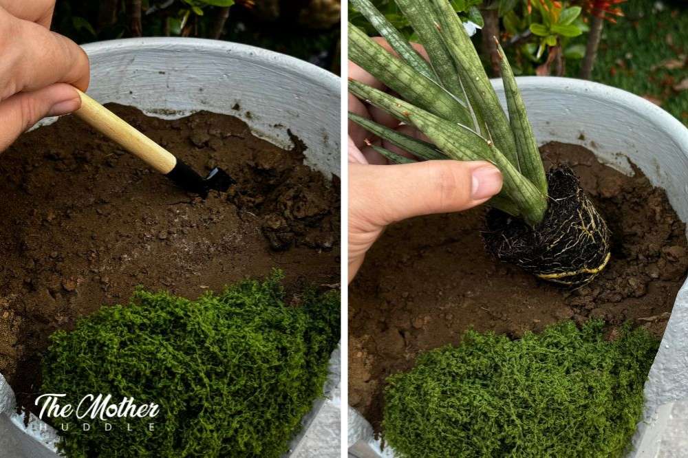 Planting