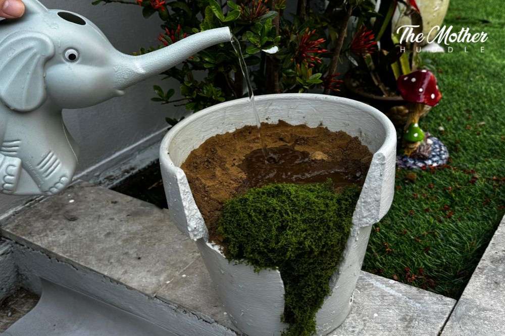 Water the soil