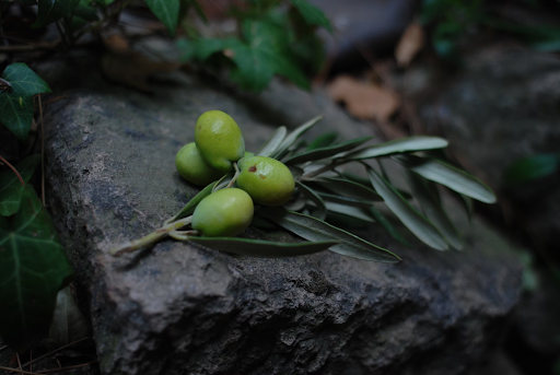 olive 