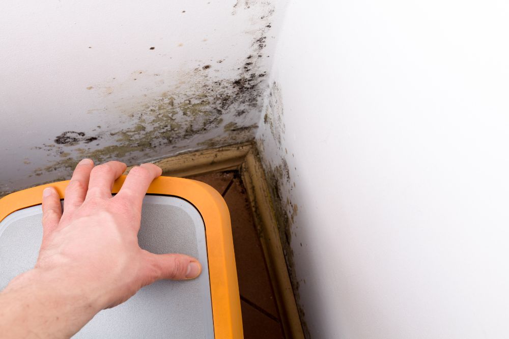 Mould Treatment 9 Proven Steps For A Safer, Fresher Home
